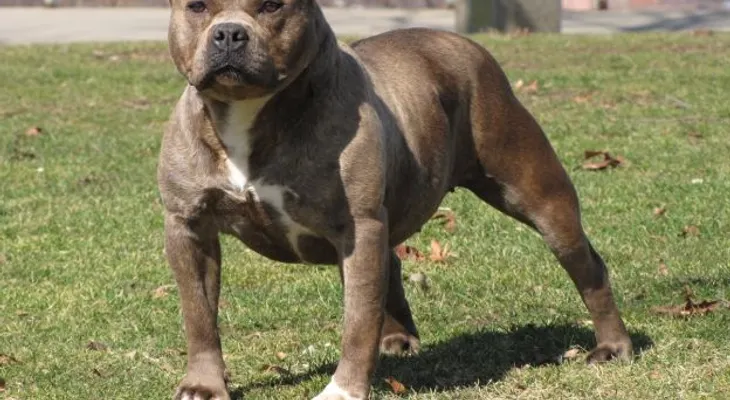 Un perro muerde y corta parte del pene de su amo en Santiago