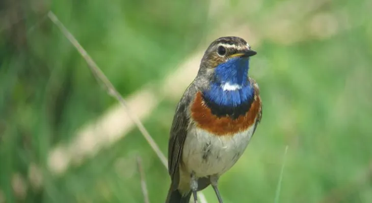Las aves son esenciales para conocer calidad de vida de las personas; pueden alertar de peligros que acechan
