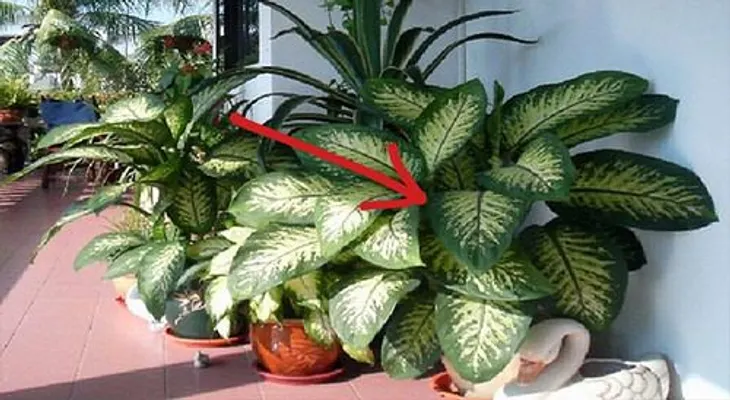Esta planta está tu hogar y puede matarte