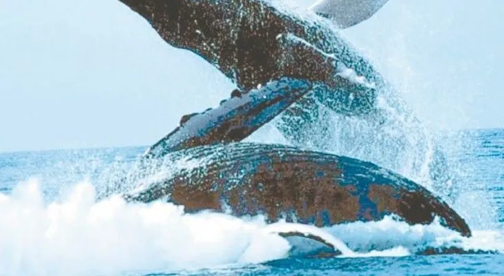 Regresan las ballenas jorobadas
