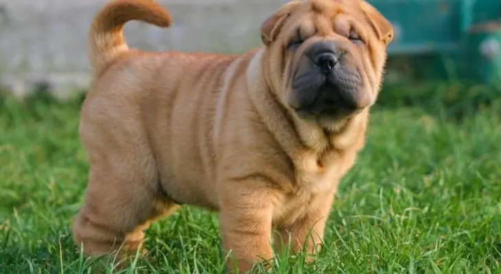 Un perro suertudo: 18 abogados los defienden de ser sacrificado en Bolivia