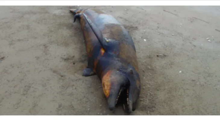 Autoridades mexicanas investigan varamiento de 21 delfines, 4 lobos marinos y 11 tortugas