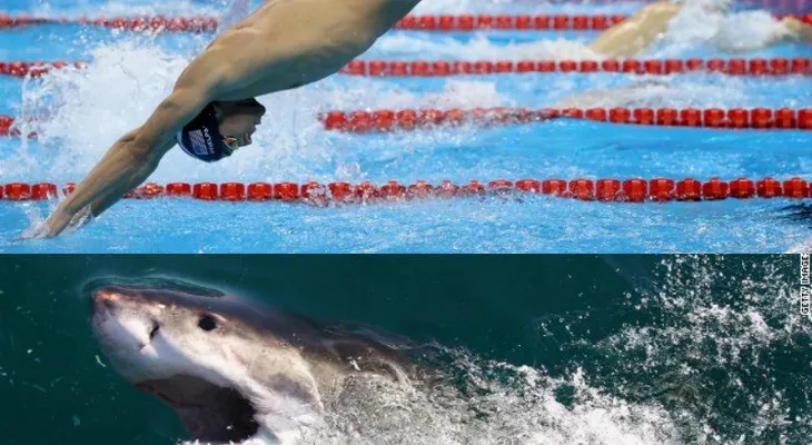 Michael Phelps compitió contra un tiburón blanco en una carrera: ¿quién ganó?