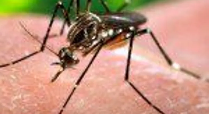 Taiwán supera las 20.500 infecciones por dengue y confirma 56 muertes
