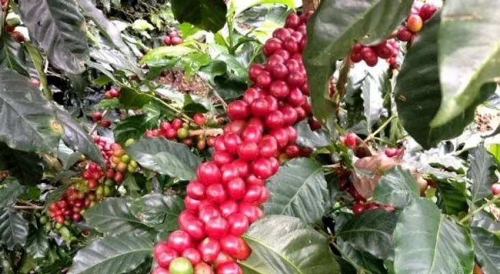 CODOCAFE y OXFAM ITALIA firman acuerdo de colaboración 