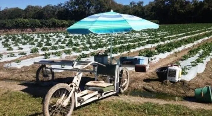 Bicicleta cosechadora solar para recolección de fresas