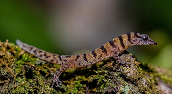 Gecko de bandas de Samaná: uno de los reptiles más pequeños del mundo es endémico de República Dominicana