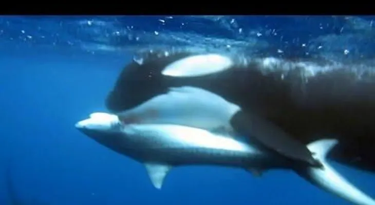 6 orcas matan y devoran a un tiburón