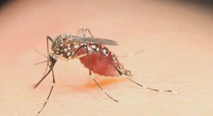 Un mosquito que nos está jodiendo a todo: 14 recomendaciones para prevenir el Zika