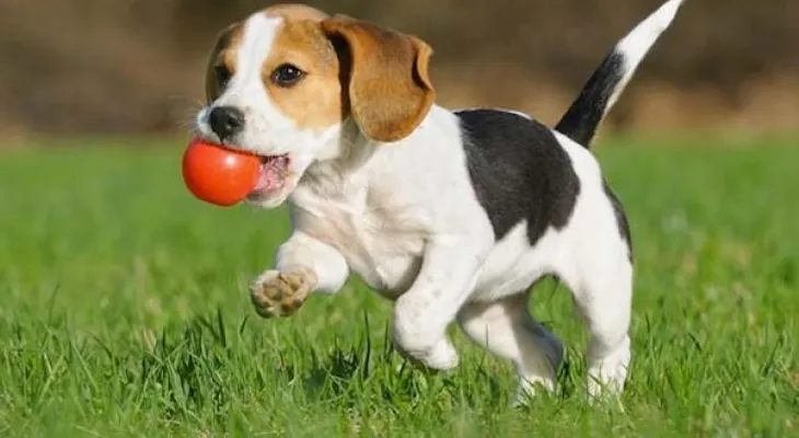 ¿A qué tipo de enfermedades es propenso mi perro?