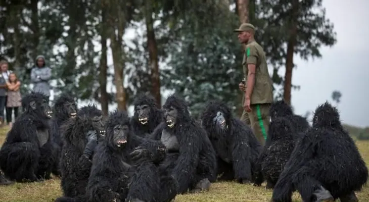 Ruanda bautiza a 24 bebés gorilas en tradición anual