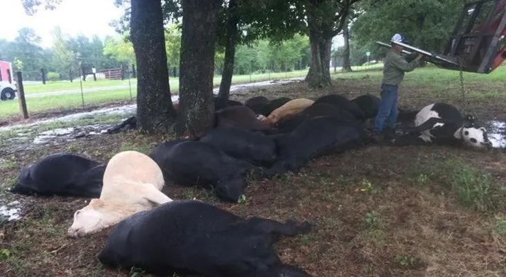 EE.UU.: Un rayo mata a 19 vacas en Texas