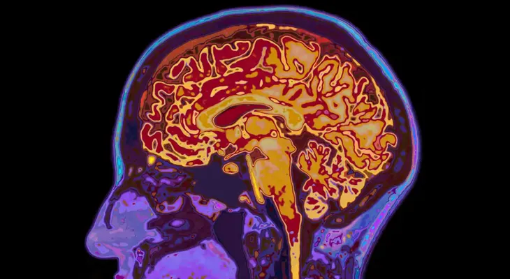 Observar aves podría frenar el envejecimiento del cerebro