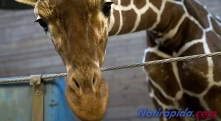 El sacrificio de una jirafa delante de niños en un zoo de Dinamarca desata la polémica (Video)