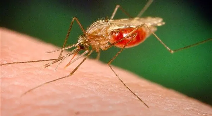 Casos de chikungunya aumentan en la RD, pacientes llenan subcentros de salud