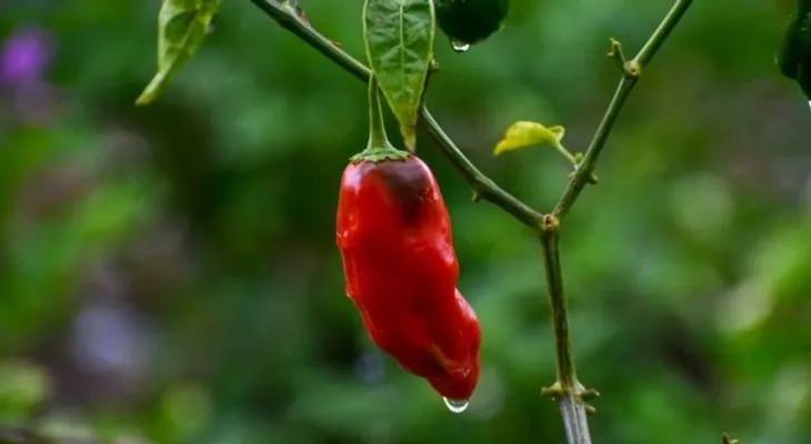 El rocoto es señalado como un alimento afrodisiaco, y que puede alargar la vida 