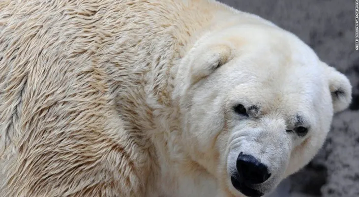 Muere 'Arturo', el último oso polar de Argentina
