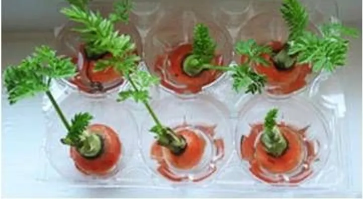 Tomar una taza con hojas de cilantro te quita cualquier malestar estomacal