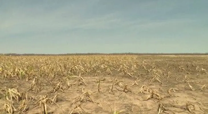 La tierra y los cultivos se marchitan por la implacable sequía en Bolivia