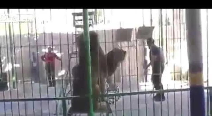 IMAGENES FUERTES: El mortal ataque de león a entrenador en pleno show de circo