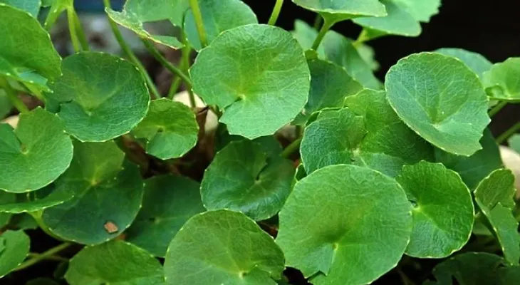 La centella asiática cuida la salud de tu piel. ¡Los resultados te sorprenderán!