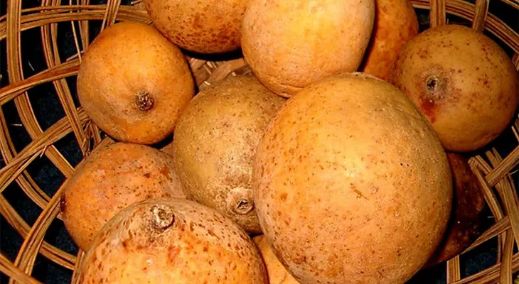 La jagua y sus propiedades para quemar grasa y perder peso; limpia los riñones, hidrata