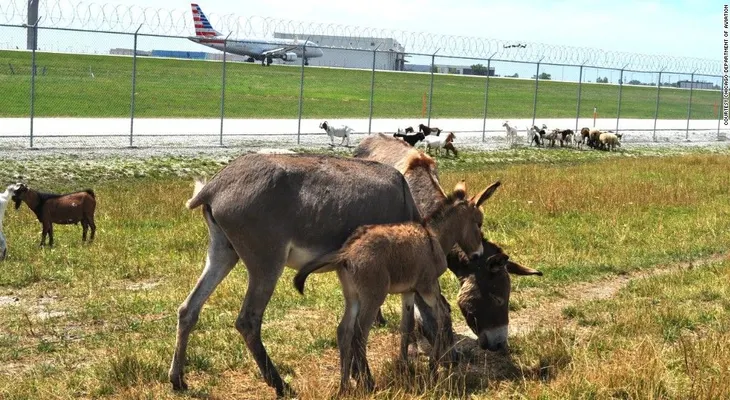 Aeropuertos que cuentan con personal... animal