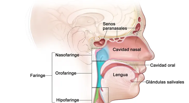 ¿Qué son los cánceres de cabeza y cuello?  (VIDEO)