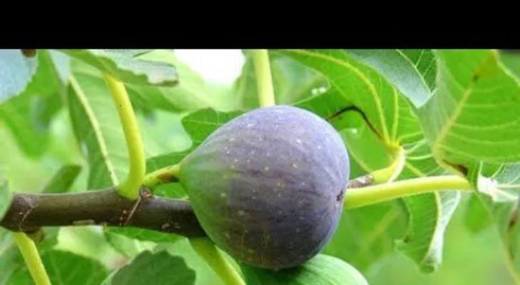 Conoce la fruta llamada el "regalo de DIOS