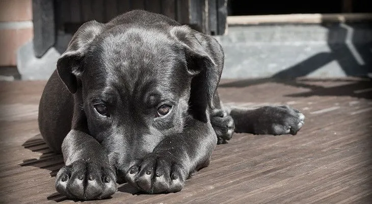 Científicos sugieren que la domesticación de los perros no surgió en un solo continente
