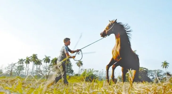 Nueva apuesta cubana: cría de caballos de salto