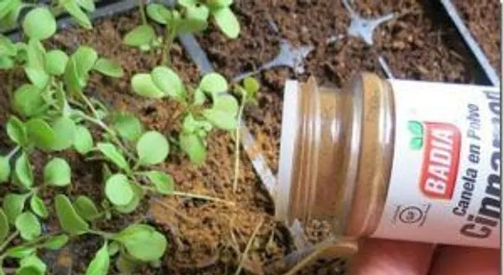 Lo que no sabías sobre estos beneficios de colocar canela en polvo en tus plantas