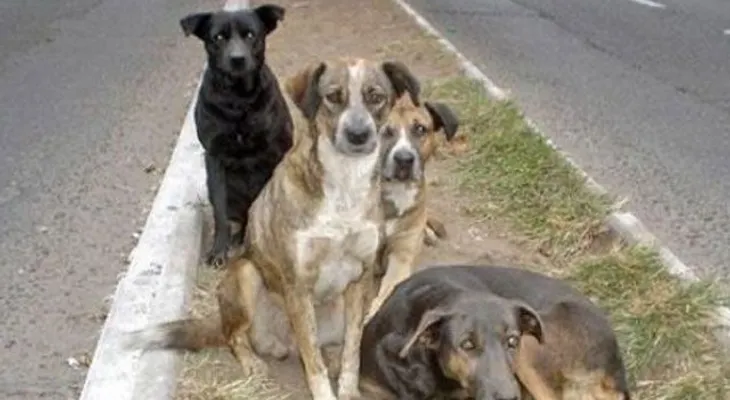 Perros callejeros salvan a una niña de un violador
