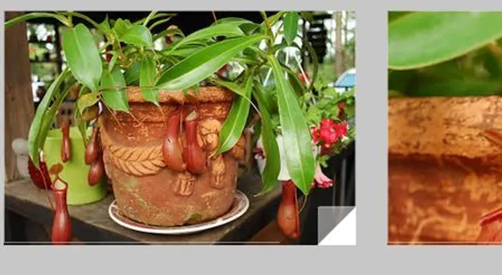 Plantas carnívoras en República Dominicana: ornamentales, insectivoras y sensibles