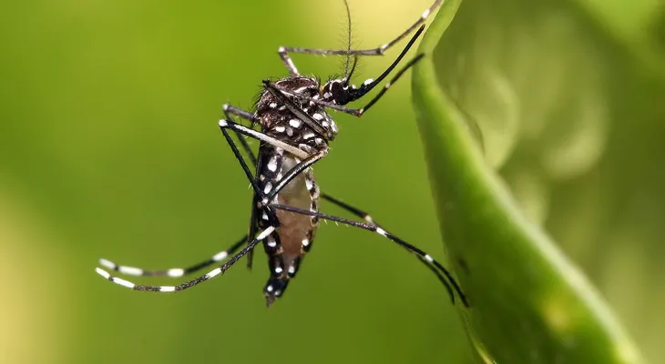 Experimentan en Brasil medicina de origen vegetal contra el zika