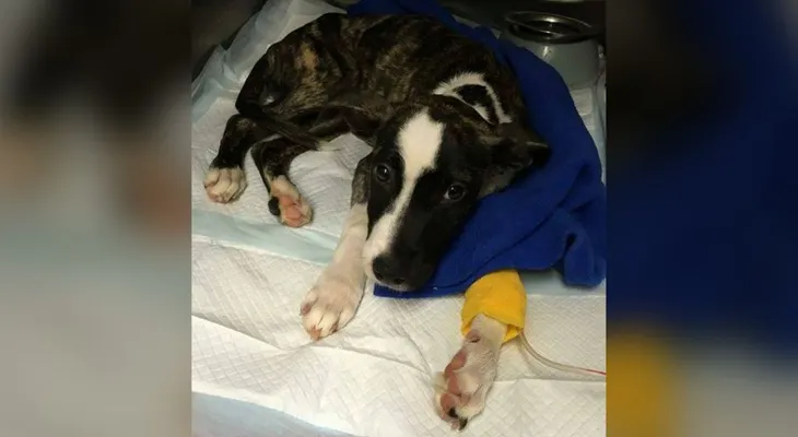 Moxie, el cachorro que fue enterrado vivo, recibe una segunda oportunidad