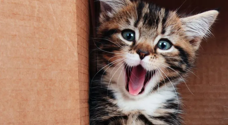 Escándalo por un libro escolar que sugiere asfixiar gatos
