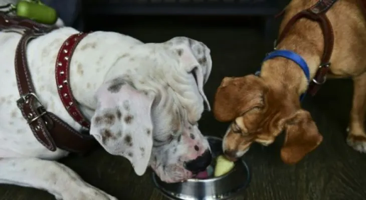 Perros combaten el calor comiendo helados