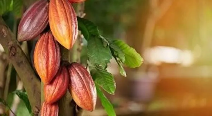 Puerto Plata se consolida entre las principales provincias productoras de cacao en República Dominicana