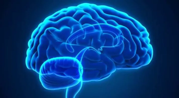 Ondas cerebrales se sincronizan cuando personas hablan lenguas extranjeras