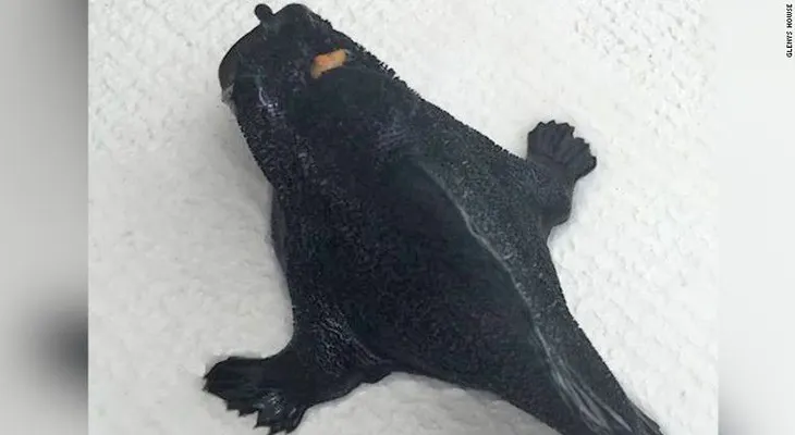 Encuentran extraño pez con patas