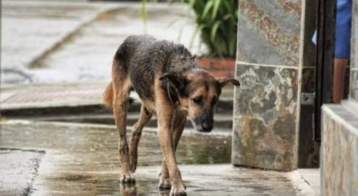 5 consecuencias de abandonar a tu mascota en la calle