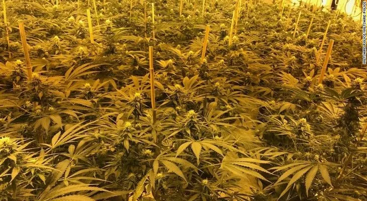 Encuentran cultivo de cannabis avaluado en 1,2 millones de dólares en un búnker nuclear