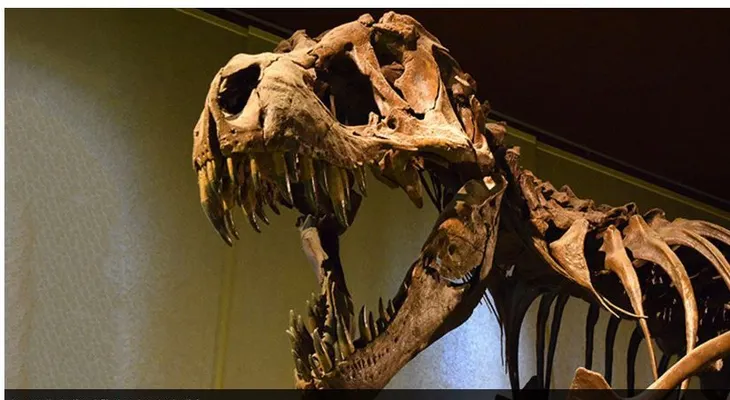 Hallan un enorme cráneo de un tiranosaurio en EE. UU.