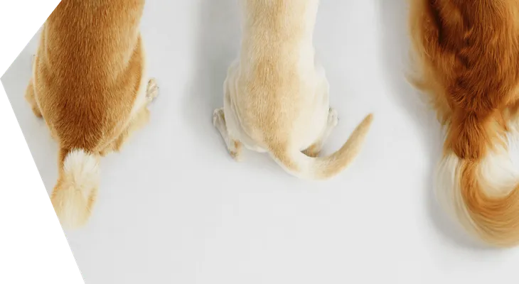 Entérate hacia donde mueven los perros la cola si están contentos o tristes; tiburones son inmunes al cáncer