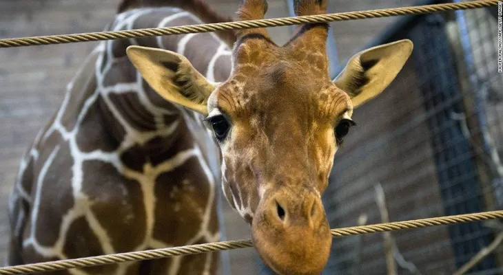 Un elefante y una jirafa bebé huérfanos son los mejores amigos en esta reserva en Nairobi