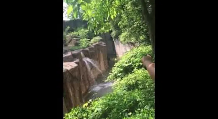 Dramático: ¿Quiso este gorila abatido en un zoo de EE.UU. salvar al niño que cayó a su foso? (VIDEO)