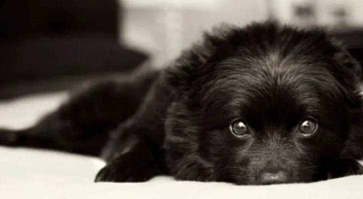 Tips para que tu cachorro evacue en el lugar indicado