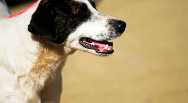 Niña de 7 años muere al ser atacada por un perro en el cuello