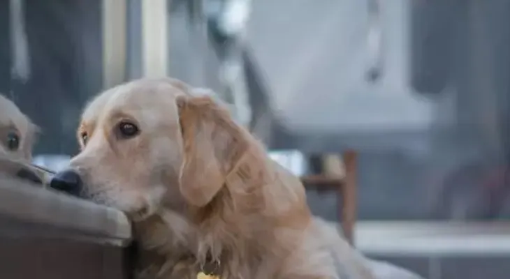 ¿Por qué lloran los perros de noche o solos?